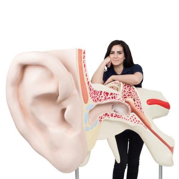3B Scientific The World s Largest Ear, - w/ 3B Smart Anatomy 1001266